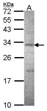 Sodium/Potassium ATPase beta 3 Rabbit Polyclonal Antibody