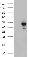 SOX11 Antibody