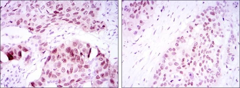 SOX2 Antibody