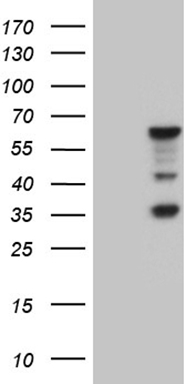 SP110 Antibody