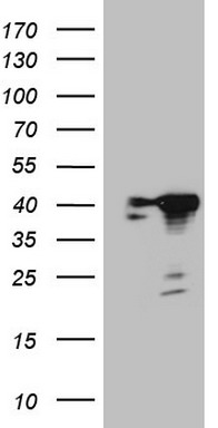 SP110 Antibody