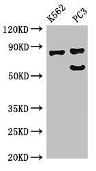 SP110 Antibody