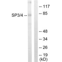 SP3/SP4 Antibody