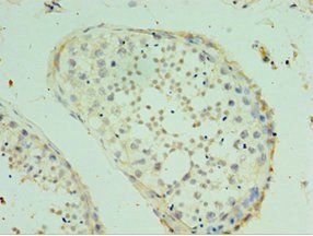 SPAG16 Antibody