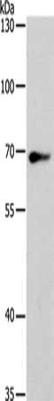 SPATA13 Antibody