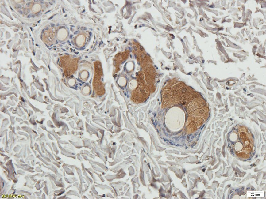SPC18 antibody