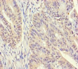 SRM Antibody
