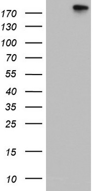 SPG7 Antibody