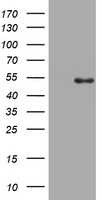 SPG7 Antibody