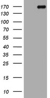 SPG7 Antibody