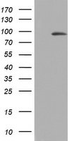 SPG7 Antibody