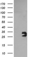 SPG7 Antibody