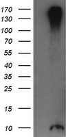 SPG7 Antibody