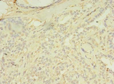 SPIC Antibody