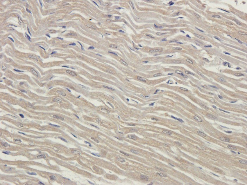 SPIN Rabbit Polyclonal Antibody
