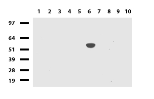 SPOCK2 Antibody