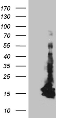 SPOCK2 Antibody