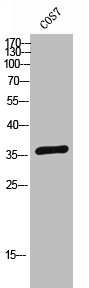 SPON2 Antibody