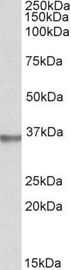 Spondin 2/Mindin Antibody
