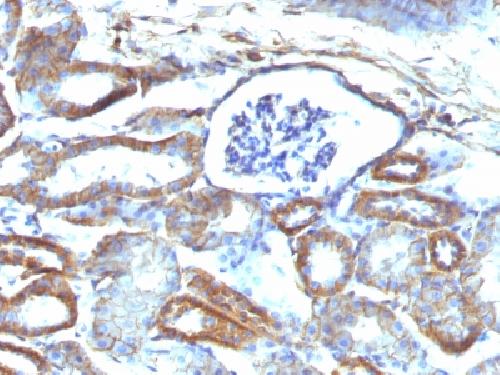 SPTBN2 Antibody