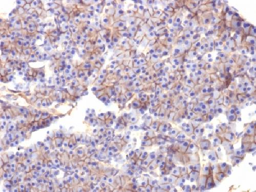 SPTBN2 Antibody