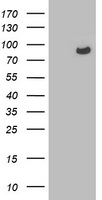 SQSTM1 Antibody