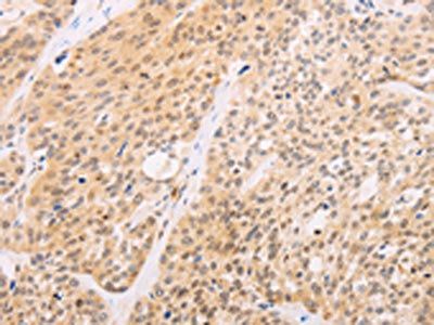 SRC Antibody