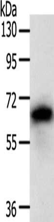 SRC Antibody