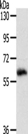 SRC Antibody