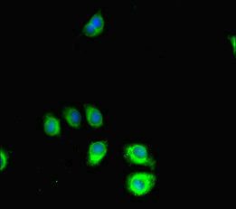 SRGAP2C Antibody