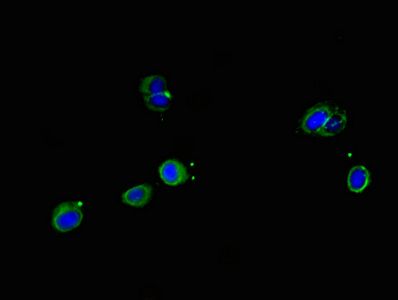 SRP19 Antibody
