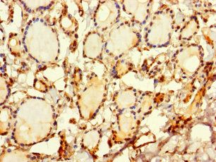SRP19 Antibody