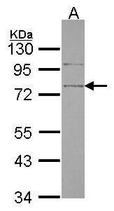 sushi repeat containing protein X-linked Antibody