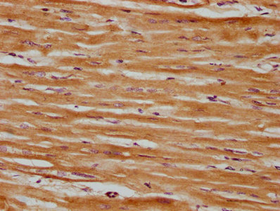 SRPX Antibody