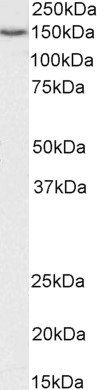 SRRT/ARS2 Antibody