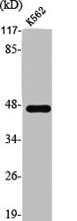 SS18 Antibody