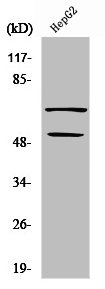 SS18 Antibody