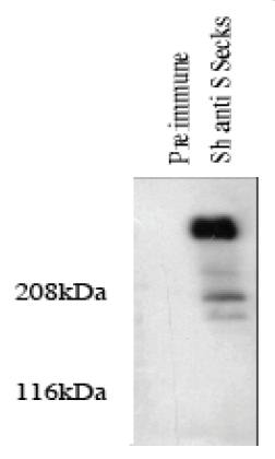 Sheep Rat SSeCKS - myristylated (PKC) substrate Antibody