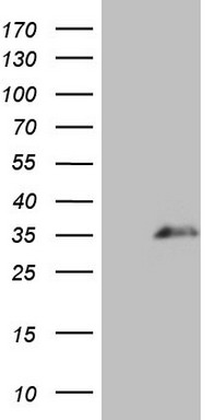 STAB2 Antibody
