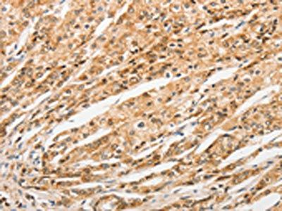 STAM Antibody