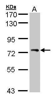 signal transducing adaptor molecule Antibody