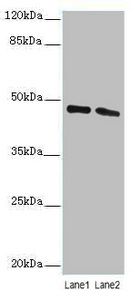 STAMBP Antibody