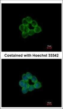STAP2 Rabbit Polyclonal Antibody