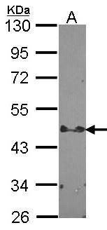 STAP2 Rabbit Polyclonal Antibody