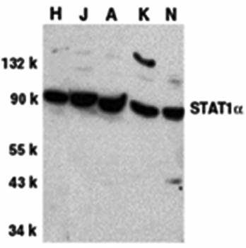 STAT1 alpha Antibody