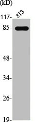 STAT3 Antibody