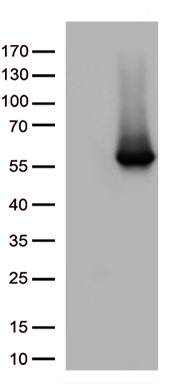 STAU1 Antibody