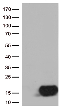 CSTB Antibody