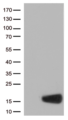 CSTB Antibody