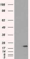 CSTB Antibody